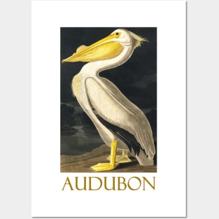 White Pelican by John James Audubon Posters and Art